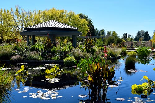 a pavilion in the denver botanic garden with a pond and lots of lush greenery on a clear day